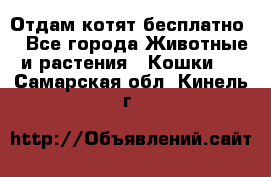 Отдам котят бесплатно  - Все города Животные и растения » Кошки   . Самарская обл.,Кинель г.